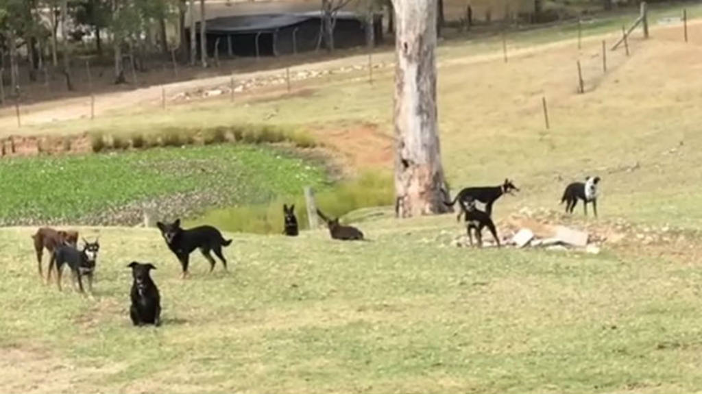 RETO PERROS  - Asombroso 'Mannequin Challenge' de perros!