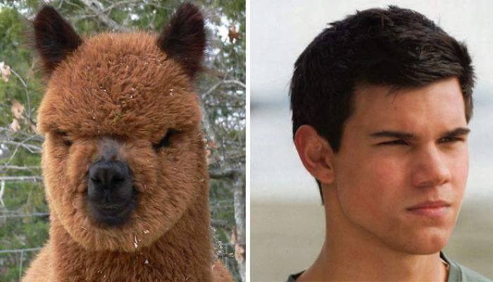 12474 1339992672693623 4649242223017018050 n - 16 Parecidos razonables entre Animales y Famosos