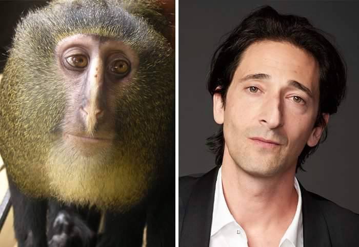 12742427 1339992822693608 8727234189710378809 n - 16 Parecidos razonables entre Animales y Famosos