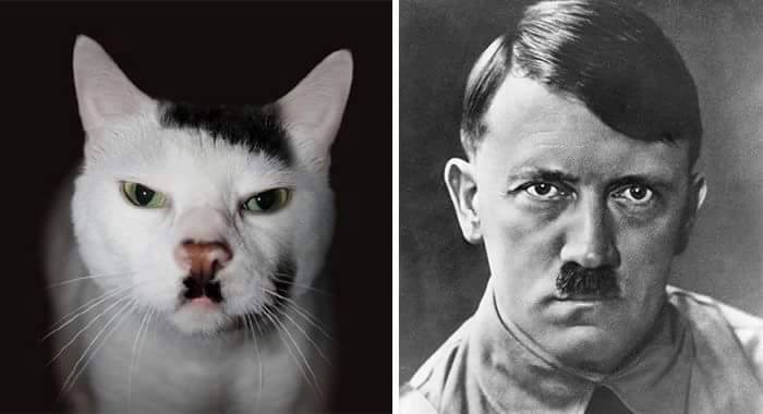 12743819 1339992639360293 2009800776197807326 n - 16 Parecidos razonables entre Animales y Famosos