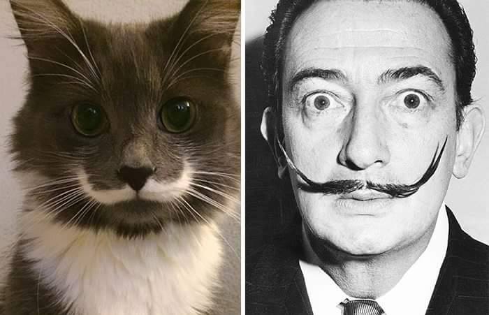 12744267 1339992676026956 2978410300124544202 n - 16 Parecidos razonables entre Animales y Famosos