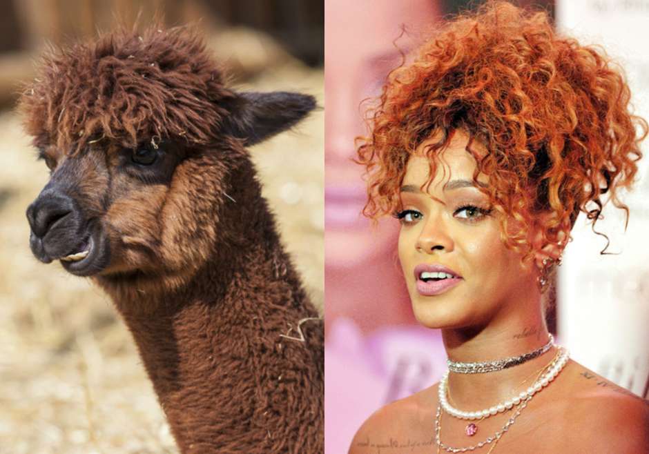 rihanna parecidos - 16 Parecidos razonables entre Animales y Famosos