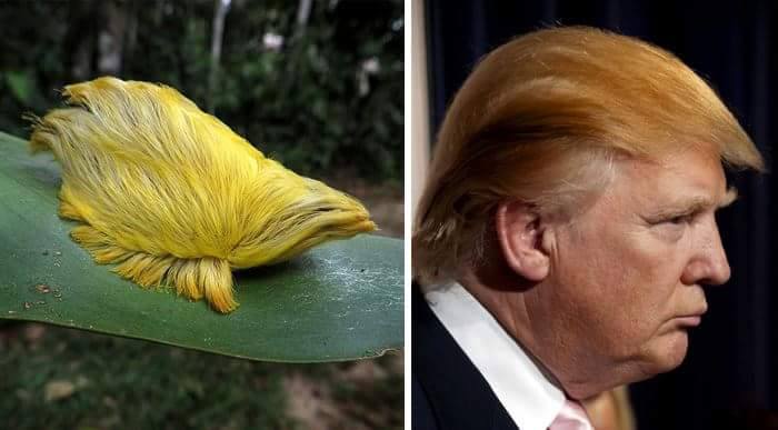 TRUMP DALENEWS - 16 Parecidos razonables entre Animales y Famosos