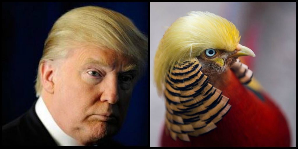 Cosas parecidas a Donald Trump