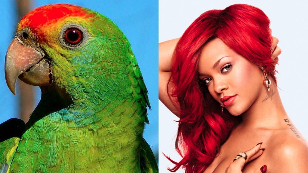 rihanna vs loro