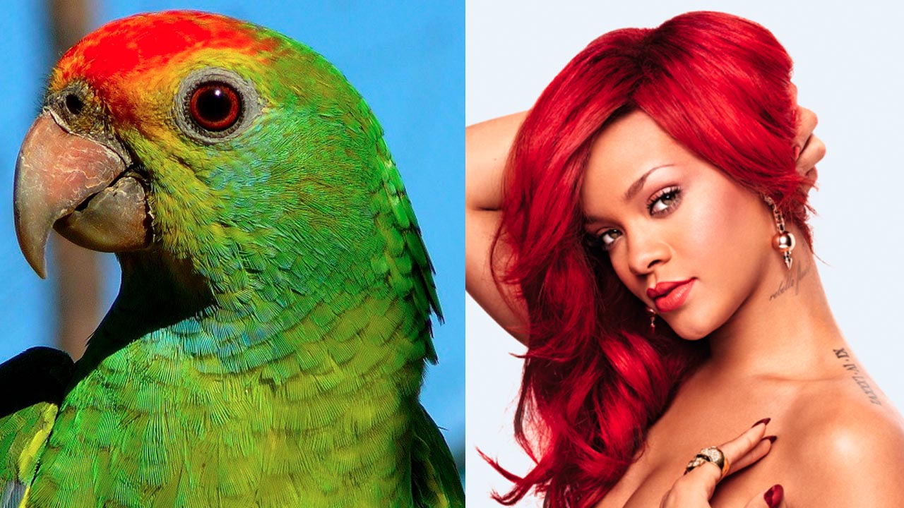 rihanna vs loro