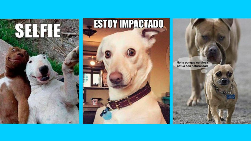 MEME PERROS DALEMEDIA.US