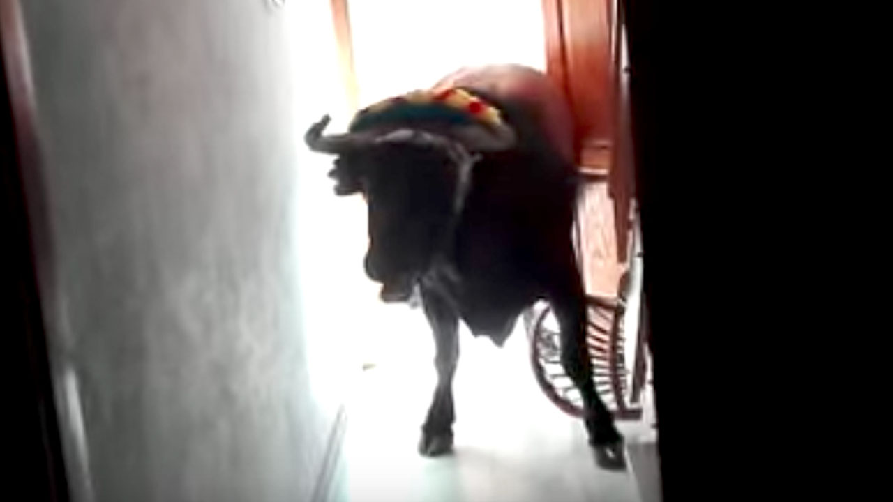 Toro entra dentro de una casa dalemedia.us