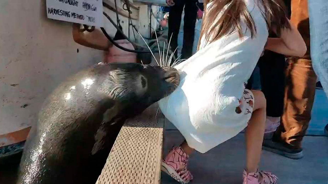 momento en que un leon marino atrapa a una niña dalemedia