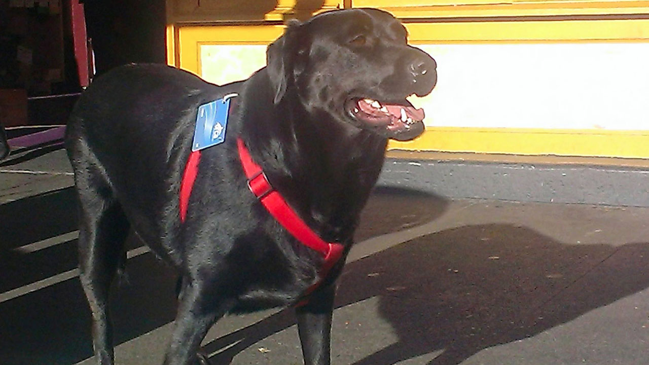 ECLIPSE EL PERRO QUE VA EN AUTOBUS