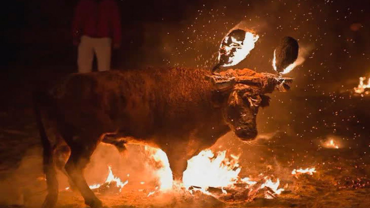 toro se suicida dalemedia.us