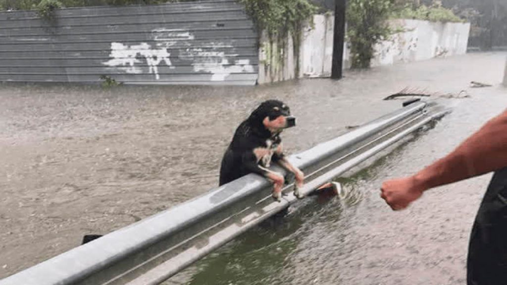 DEJAN PERROS AMARADOS HOUSTON