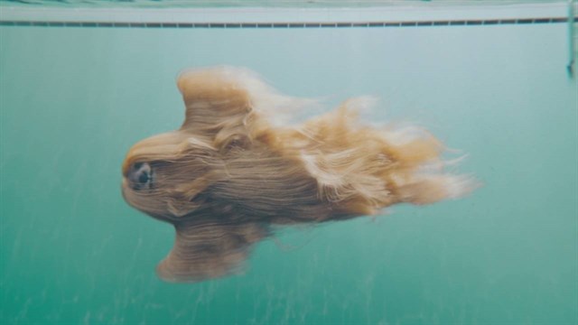 perro pelo mas bonito del mundo dalemedia