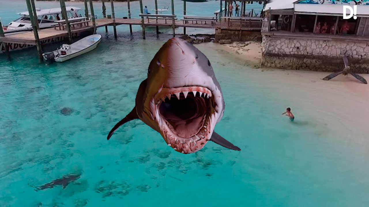 El VIDEO en que cuatro tiburones se aproximan a un chico en playa Dalemedia  - El VIDEO en que cuatro #tiburones se aproximan a un niño en una playa de Bahamas   #Viral