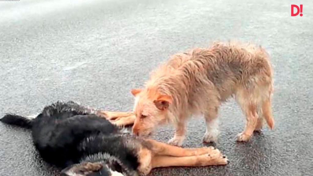 Atropellaron un perro y sus amigos perritos se rehusaron a abandonarlo