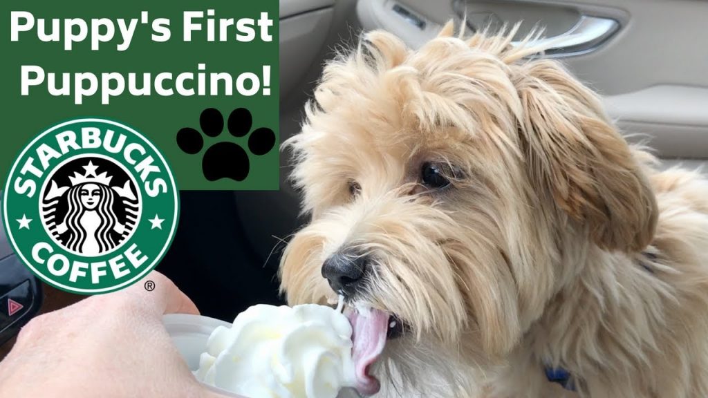 Puppuccino BEBIBDA starbucks